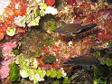 Castagnole - Chromis chromis